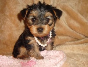 T-cup Fendi Yorkshire Terrier Puppies For Sale