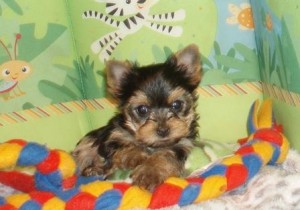 Choc/parti Choc/parti Yorkshire Terrier Puppies For Sale