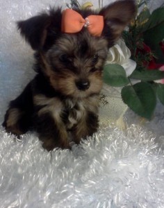 Hanna's Hanna's Yorkshire Terrier Puppies For Sale