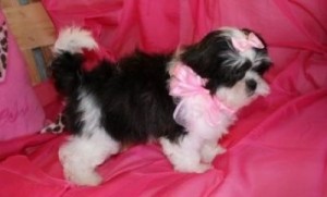 very amazing xmas shih tsu pupppies available