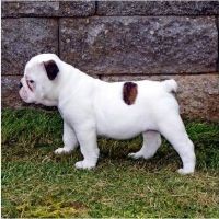 Male and Female english bulldog puppies for x-mass