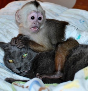 Male and Female Capuchin and Marmoset Monkeys