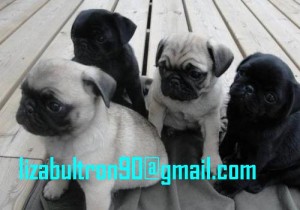 Pug Fawn Girl and Boy absolutely stunning