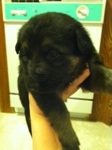 German Shepherd Puppies