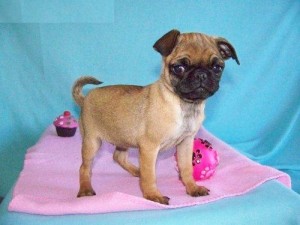 Pug Puppies for Christmas
