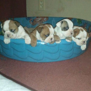 AKC English Bulldogs In time for Christmas