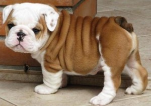 &quot;~~~~HEALTHY ENGLISH BULLDOG PUPPIES FOR RE HOMING ~~~~~~~&quot;