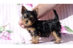 Male and Female Teacup Yorkie Puppies For Adoption