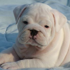 nice and beautiful male and female english bull dog puppies for Adoption