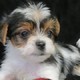 Home Trained Male yorkshire terrier puppy available to join a good home