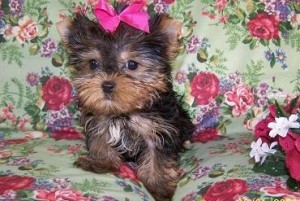 X-MASS YORKSHIRE TERRIER PUPPIES FOR NEW FAMILY HOME ADOPTION