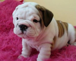 extra charming Male and Female English Bulldog Baby Puppies for adotion