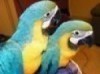 Baby Blue And Gold Macaws For Sale 16 Weeks Old