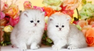 Persian kittens for sale