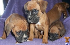 High Quality Boxer puppies  for  adoption