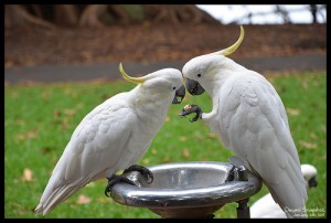 umbrella cockatoo For adoption