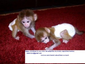 ASN Approve Capuchin Monkey for adoption