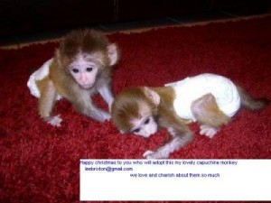 ASN APPROVE BABY CAPUCHINE MONKEY FOR ADOPTION