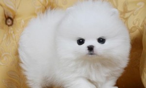 Affectionate Tcup Pomeranian puppies text me at #(321) 622-0436