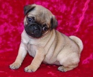 WOW CHARMING CHRISTMAS PUG PUPPIES FOR YOUR KIDS IN CHRISTMAS