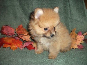 X-Mas Gorgeous Pomeranian Puppies