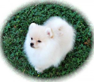 Xmas Teacup Pomeranian Puppies For Adoption