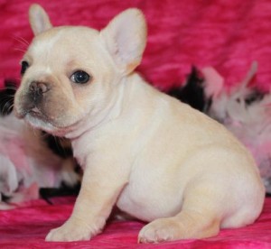 AKC Registered Quality french bulldog puppies for this X_MAS!!