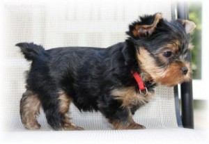 cute Tea-Cup Yorkie Puppies Available, text me at (201) 773-1241.