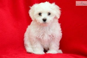 Adorable maltese puppies for free adoption