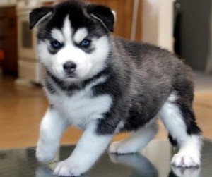 Blue eyes Siberian Husky Puppies For Adoption for lovely.
