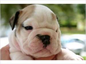 X-mas Bulldog Puppies