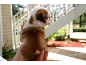 Healthy Male and Female English Bulldog Puppies Ready Now