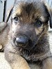 German serphered puppies for adoption