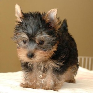 Quality Teacup Yorkie Puppies Male and Female for Adoption