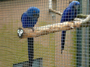 TALKING PAIR HYACINTH MACAW BIRDS