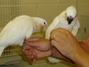 Xmas Hand-Fed Umbrella Cockatoo For Sale!!!