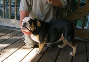 Male And Female English Bulldog Puppy