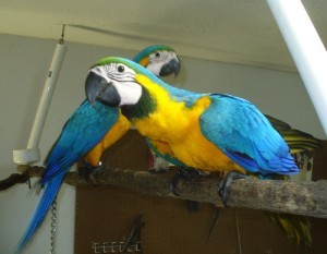 CUTE BLUE AND GOLD MACAW PARROTS FOR SALE