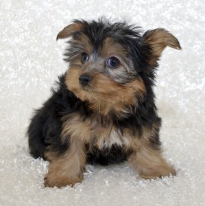 Adorable cute Yorkie Puppies available for adoption