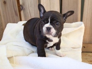 Amazing French Bulldog Puppies