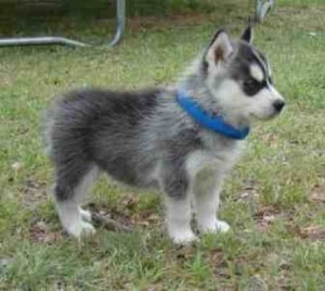 **** SIBERIAN HUSKY WELPE****