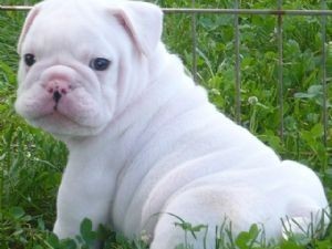 Gorgeous english bulldog puppies for adoption