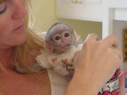 Adorable and lovely capuchin monkeys for adoption