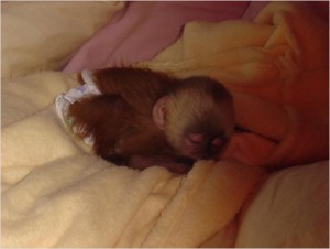Breath-taking capuchin monkey for adoption to good home