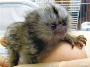 Titi monkeys to give way 