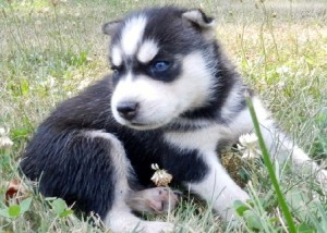 blue-eyed Siberian huskies