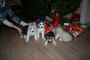 SIBERIAN HUSKY PUPPIES