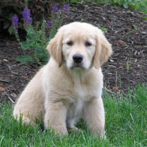EXCELLENT  MALE AND FEMALE GOLDEN RETRIEVER PUPPIES FOR XMAS