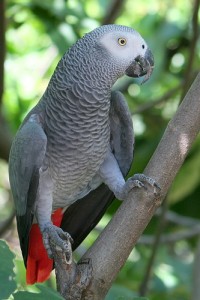 cute female african grey parrot for rehoming