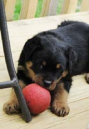 Outstanding rottweiler puppy for new home leave ur email at (901) 249-1677.